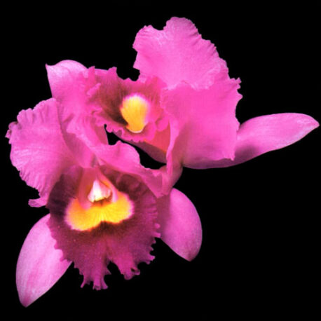 ORCHID